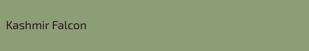 Kashmir Falcon